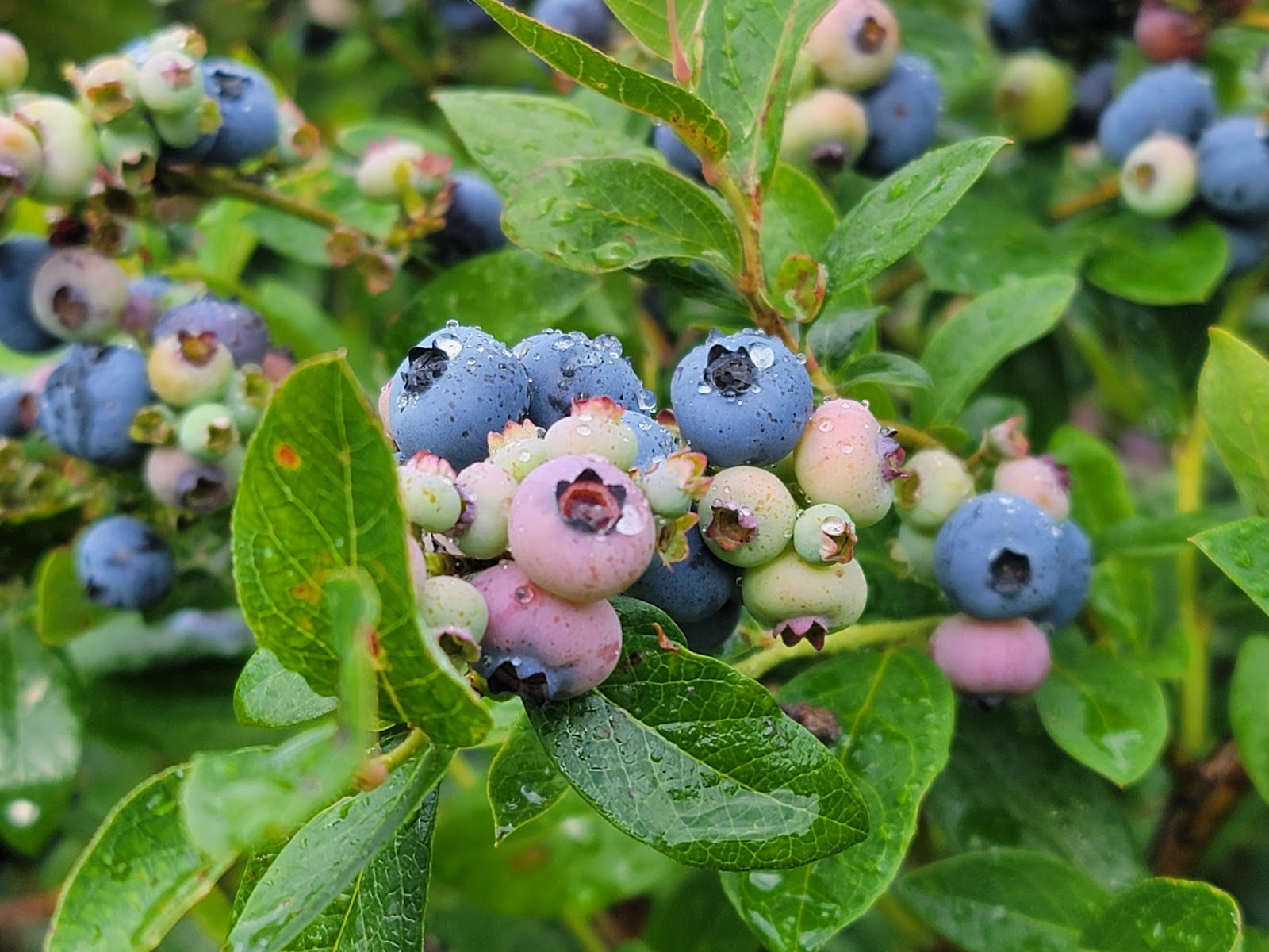 Lost Branch Blueberry Farm