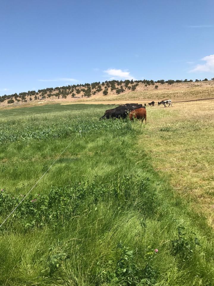 Bishop Farms & Agri Development LLC