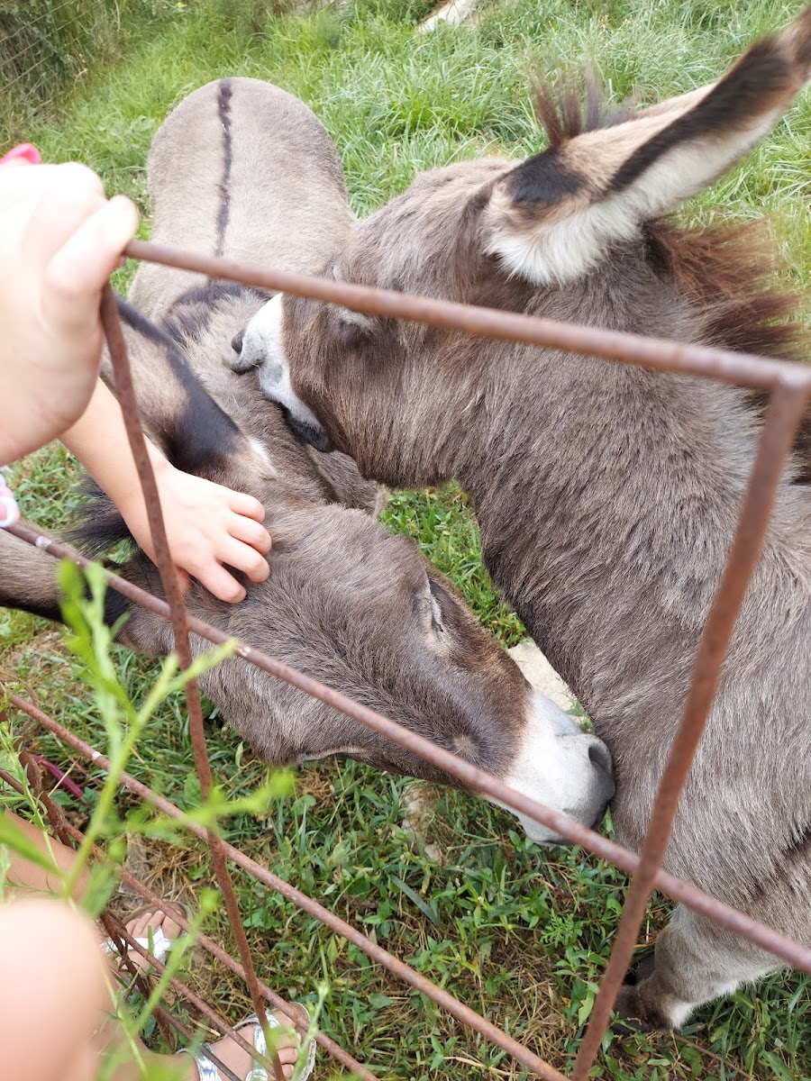 Mills Apple Farm