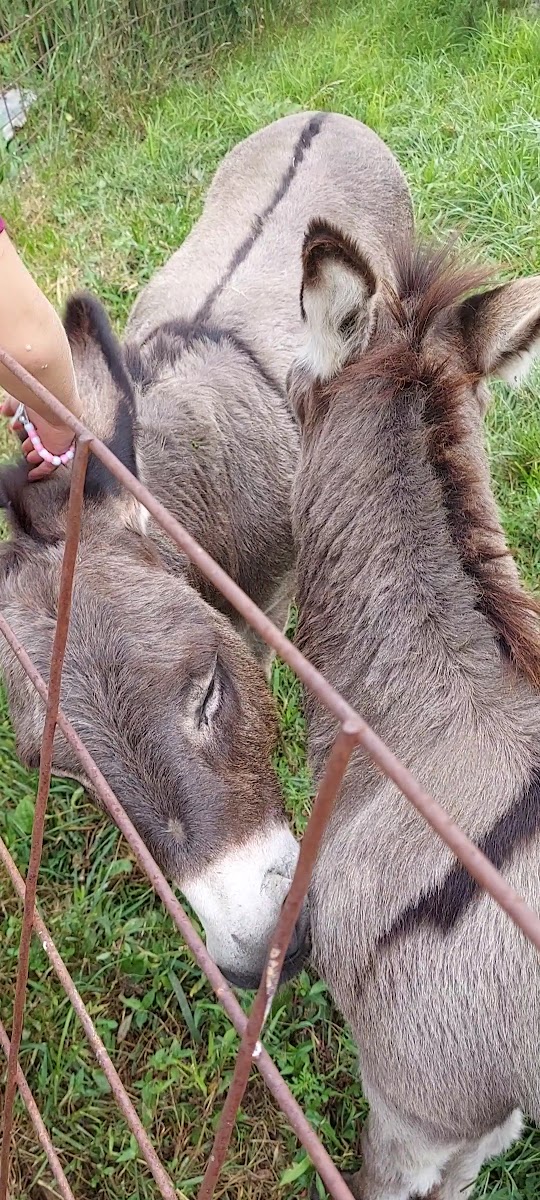 Mills Apple Farm photo 3