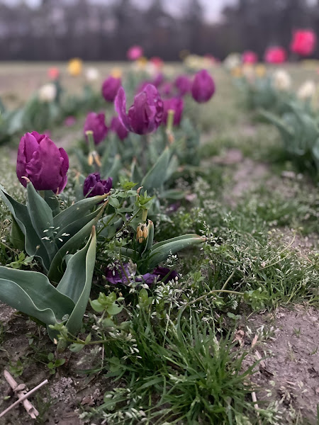 Raising Grayce Farm photo 27