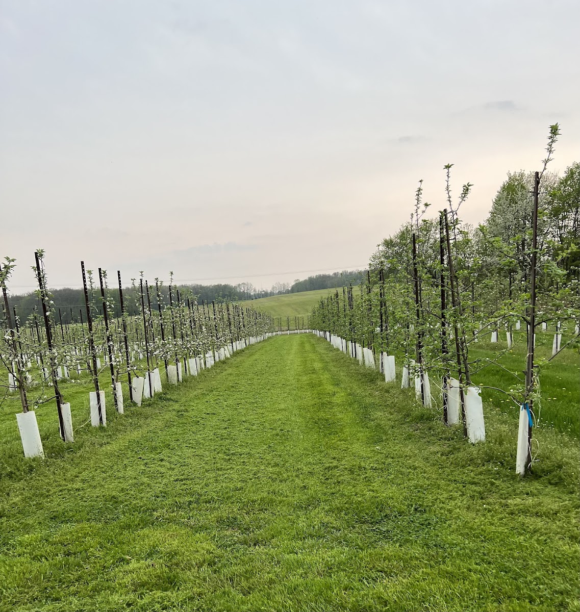 Summer Sweet Orchard