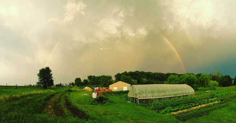 Down to Earth Harvest