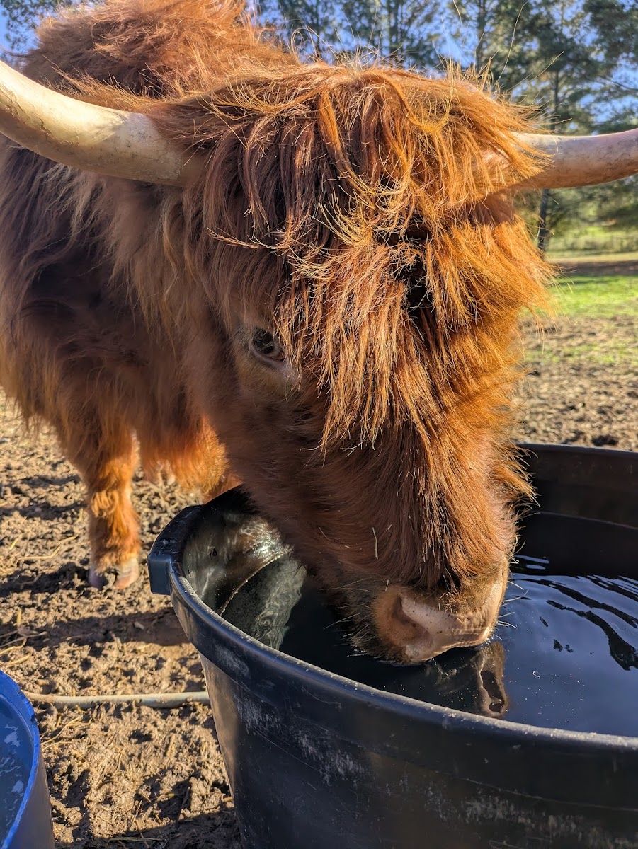 Addis Family Farm photo 2