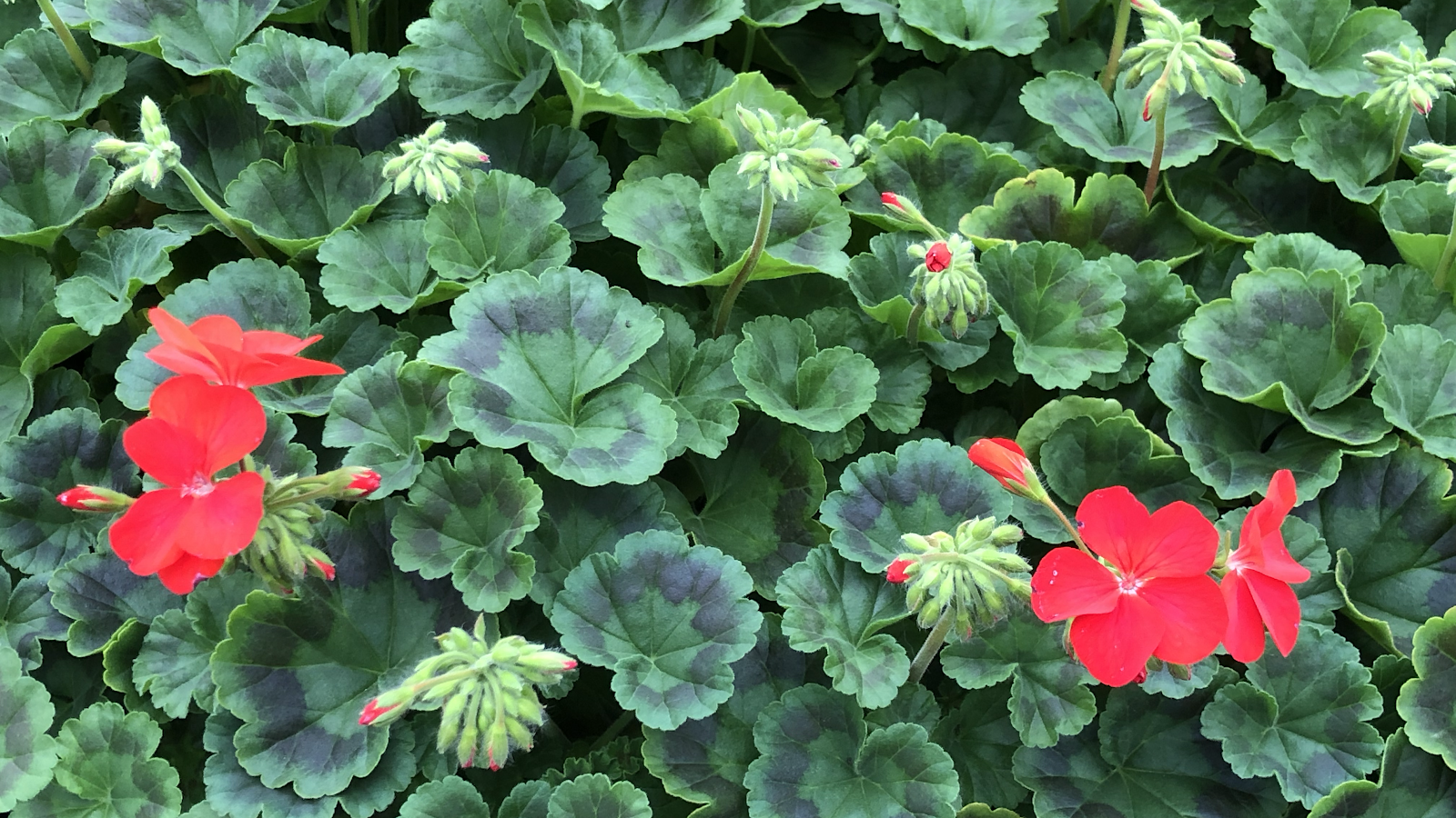 Adams Greenhouse & Produce LLC photo 3