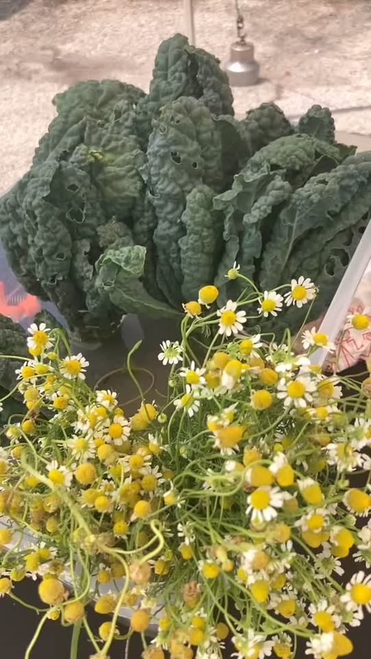 Barton Creek Farmers Market