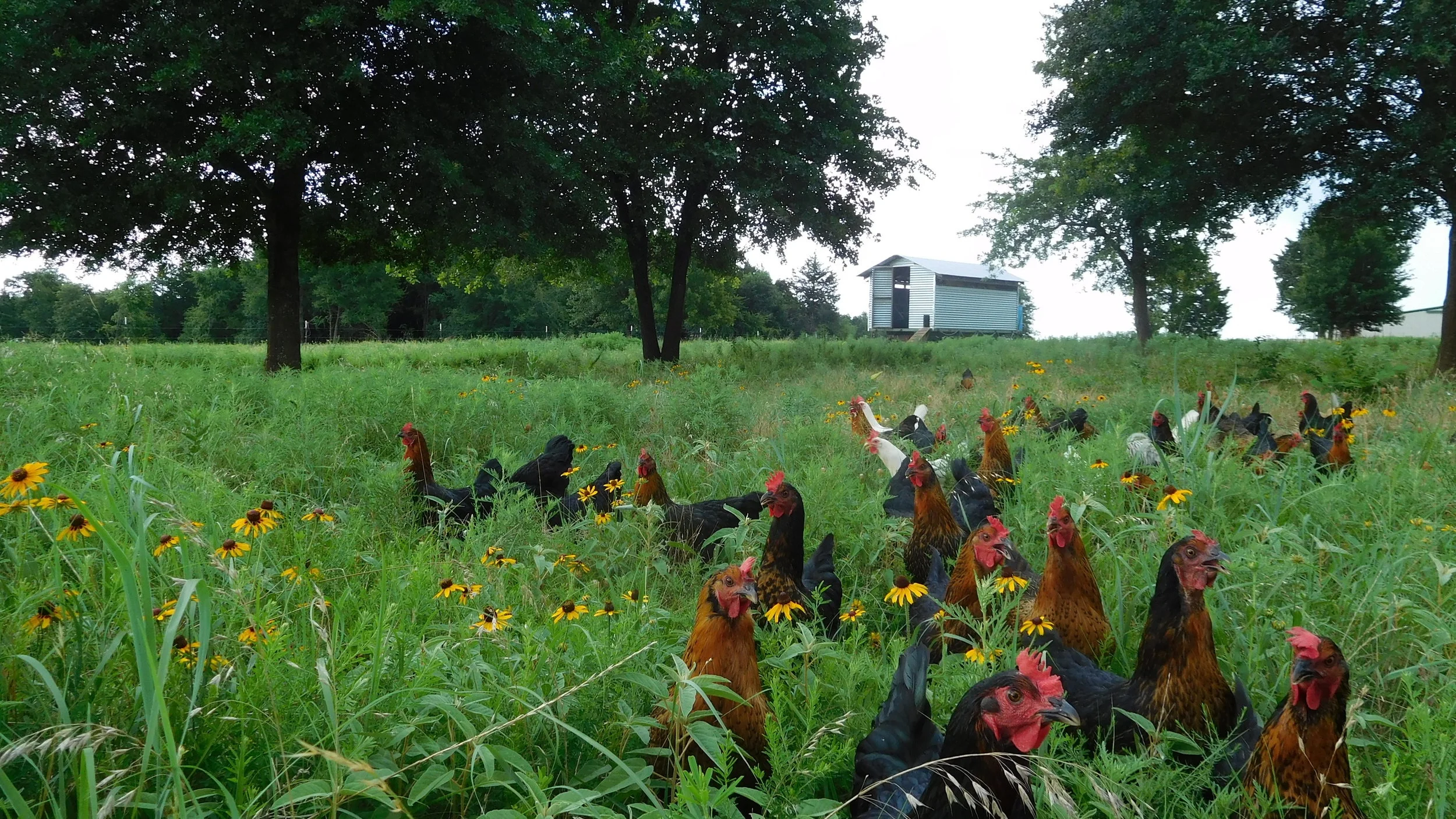 Narrow Way Farms photo 5