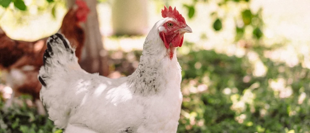Steadfast Farm photo 32