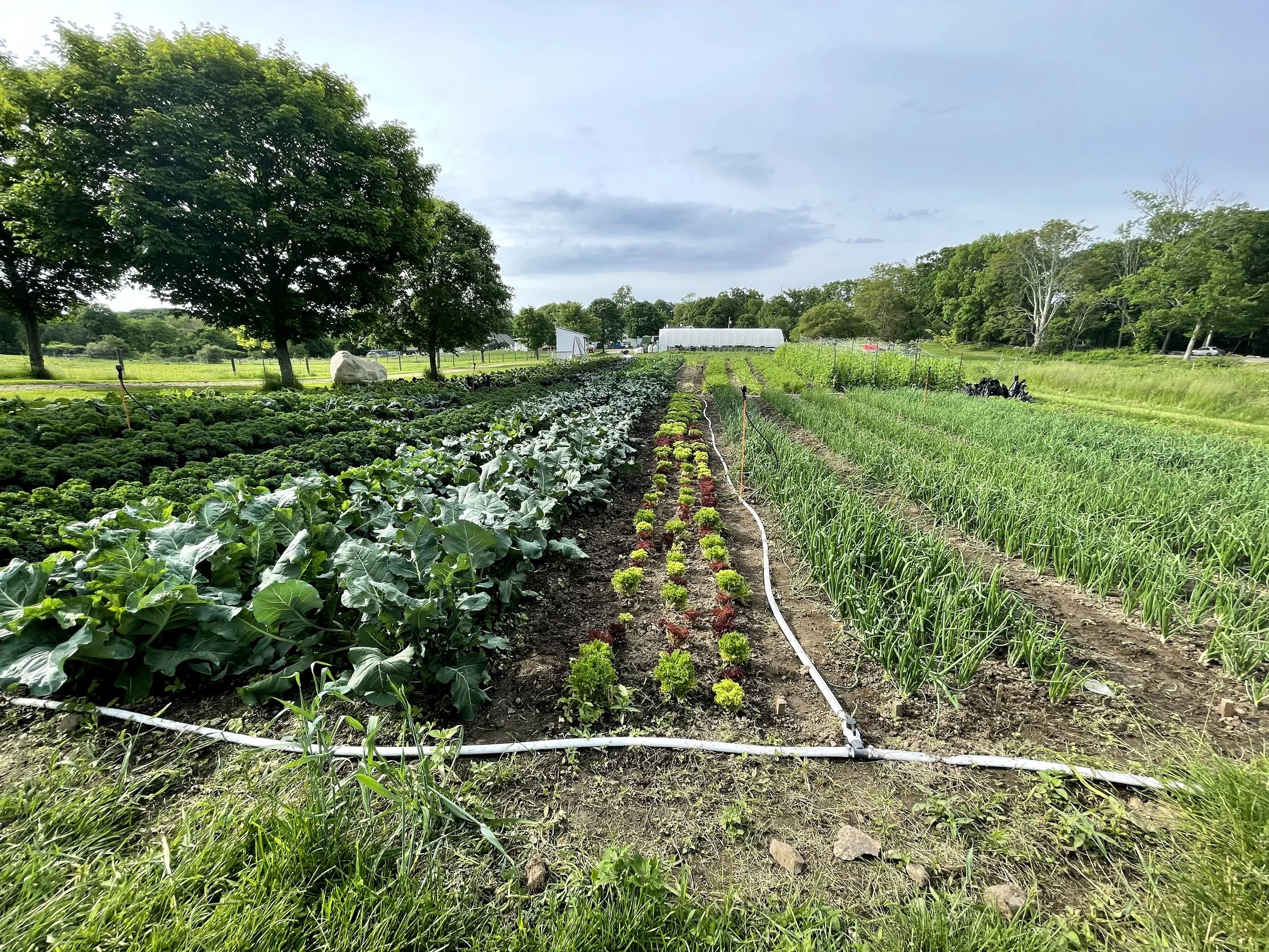Codman Farm with Pete and Jen's Backyard Birds