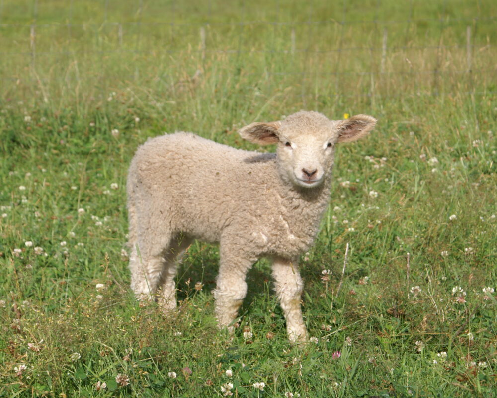 Beau Chemin Preservation Farm