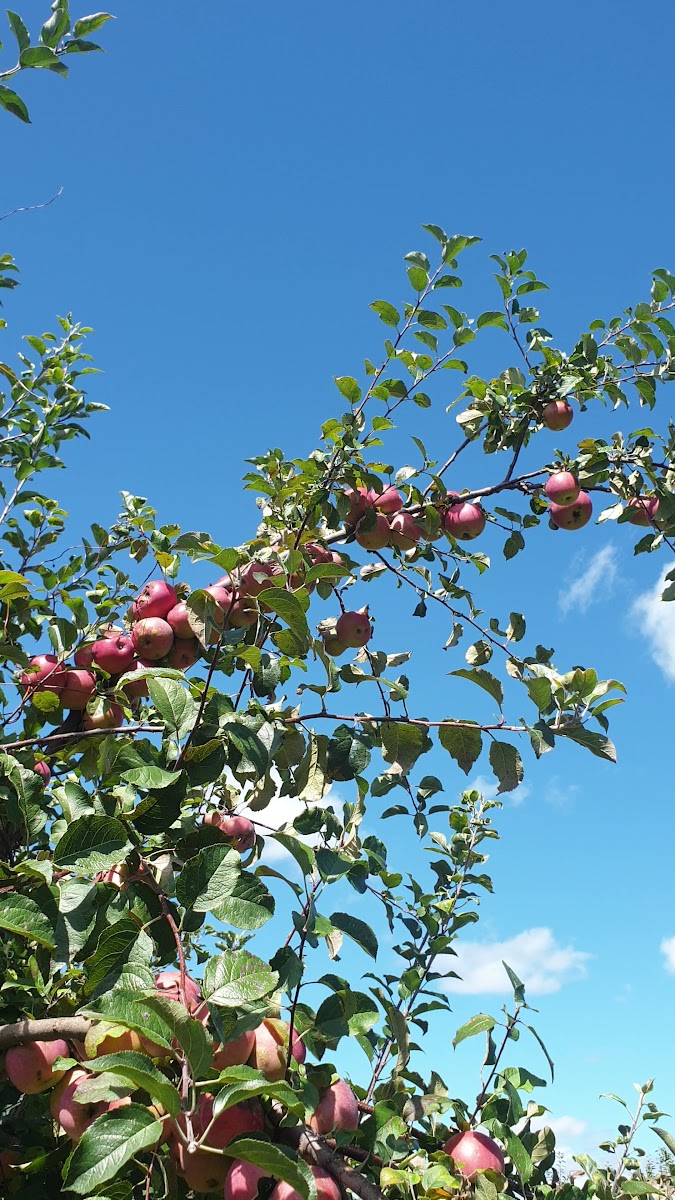 Blue Jay Orchards photo 3