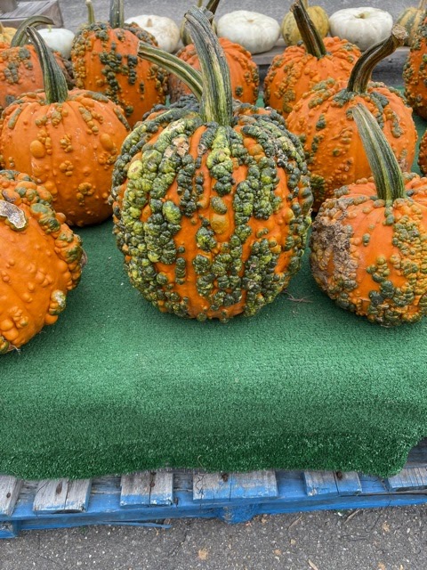 Blue Jay Orchards photo 4