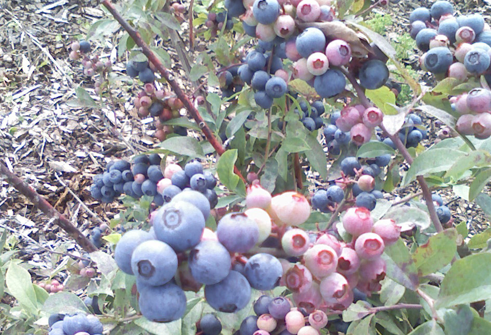 Toft Farms photo 3