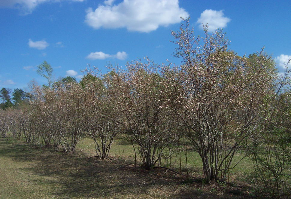 Toft Farms photo 4