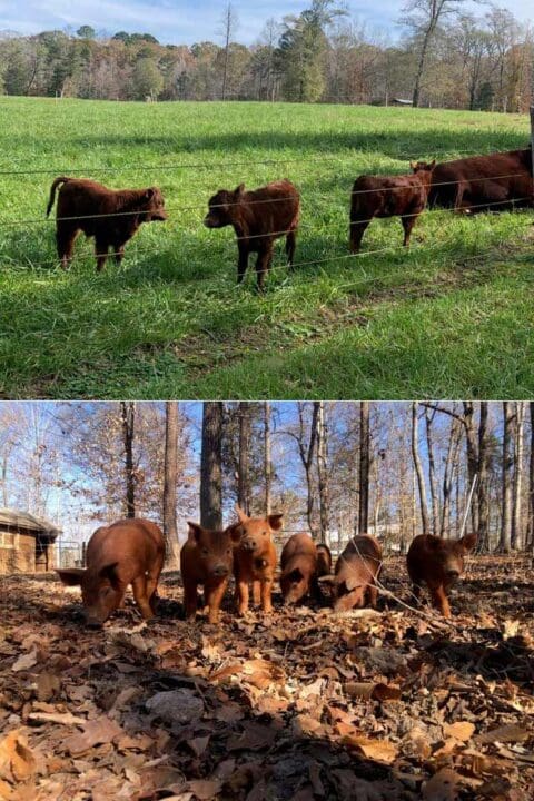 Puddle Moon Farm photo 7
