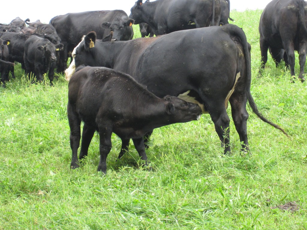 Friendship Farms photo 2