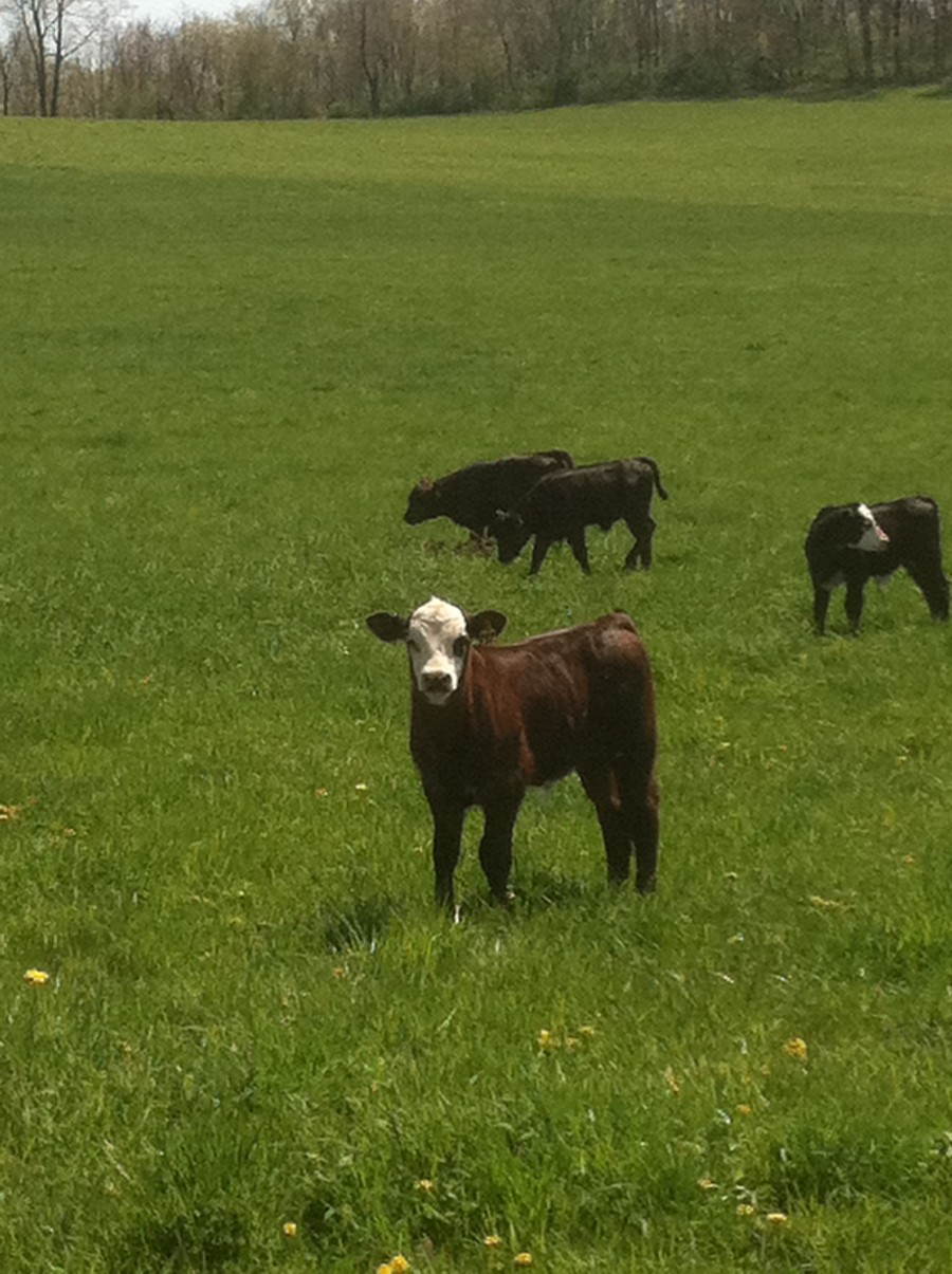 Friendship Farms photo 4
