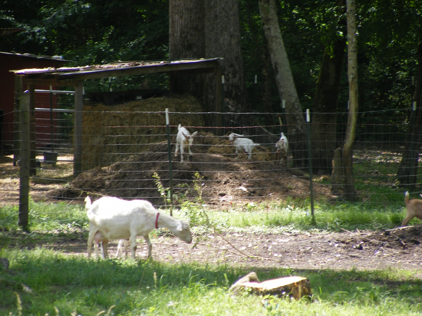 Bone Creek Farms photo 3
