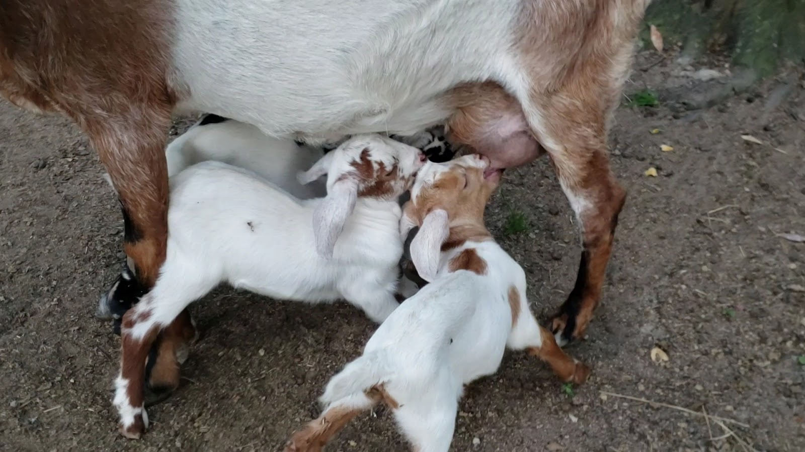 Bone Creek Farms photo 4