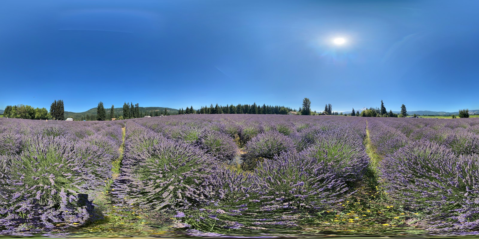 Lavender Valley photo 2