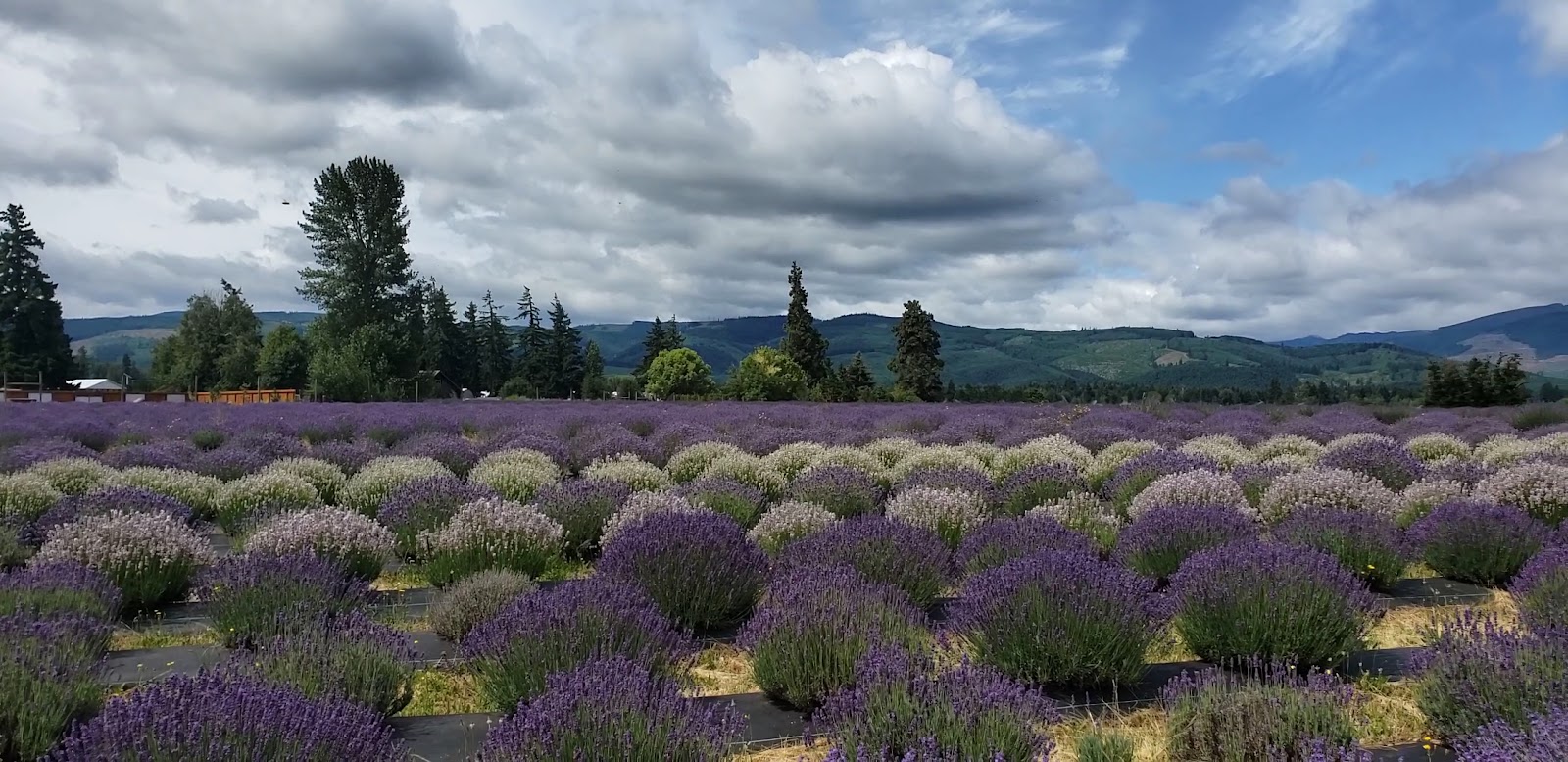 Lavender Valley photo 3