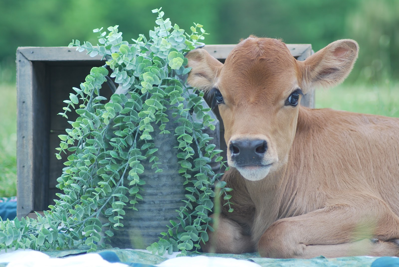 M2H Farm