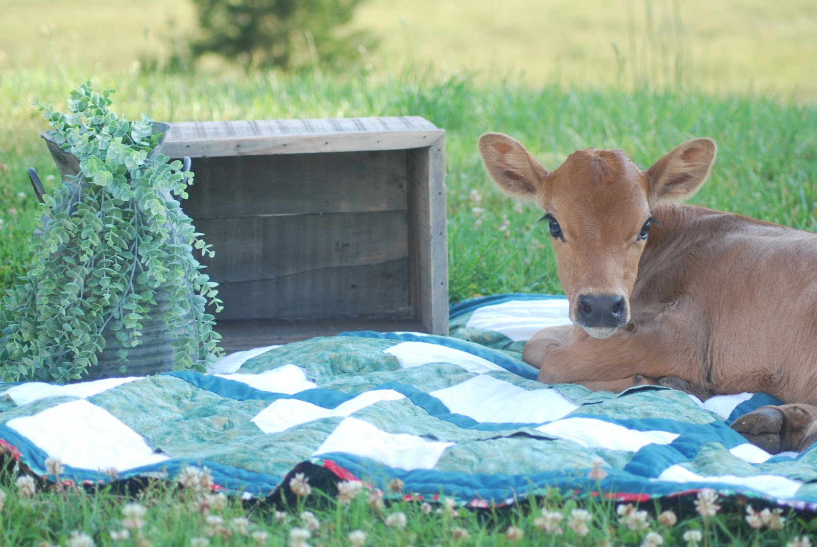 M2H Farm photo 2