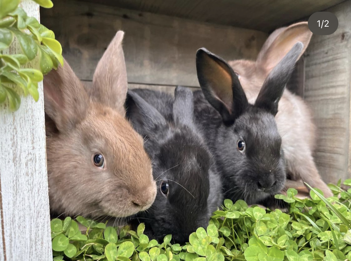 M2H Farm photo 3