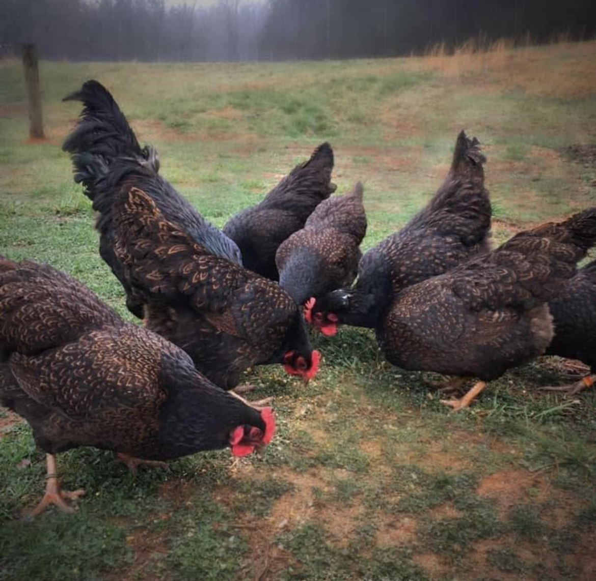 M2H Farm photo 4