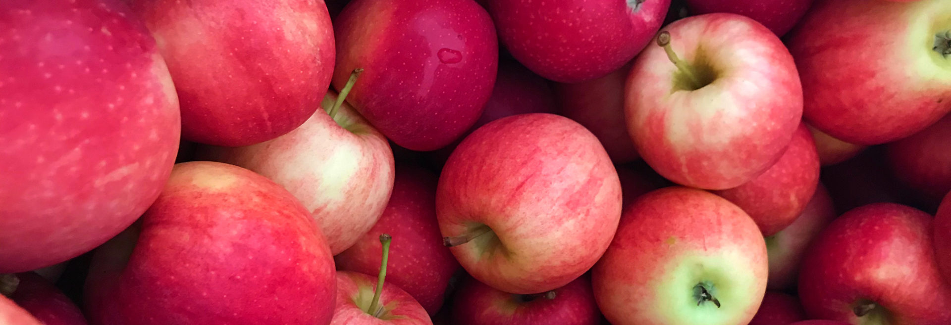 Centennial Farms and Orchard