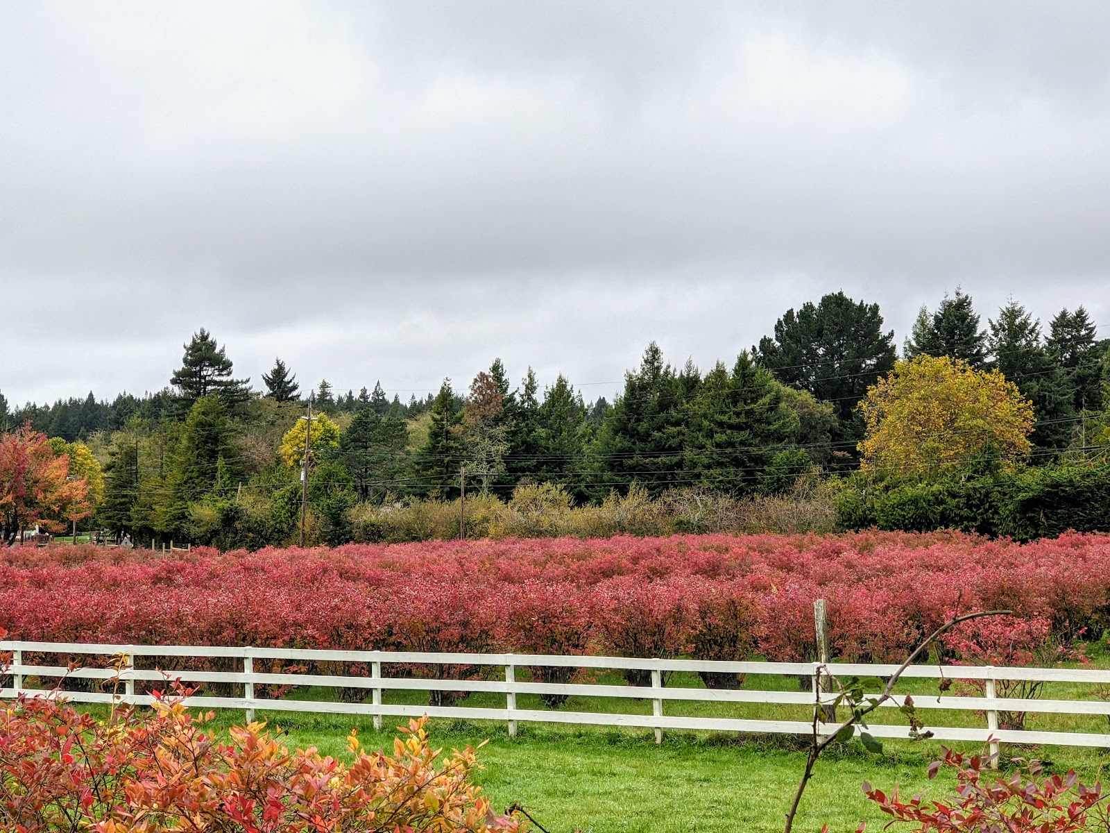 Blueberry Hill Farms