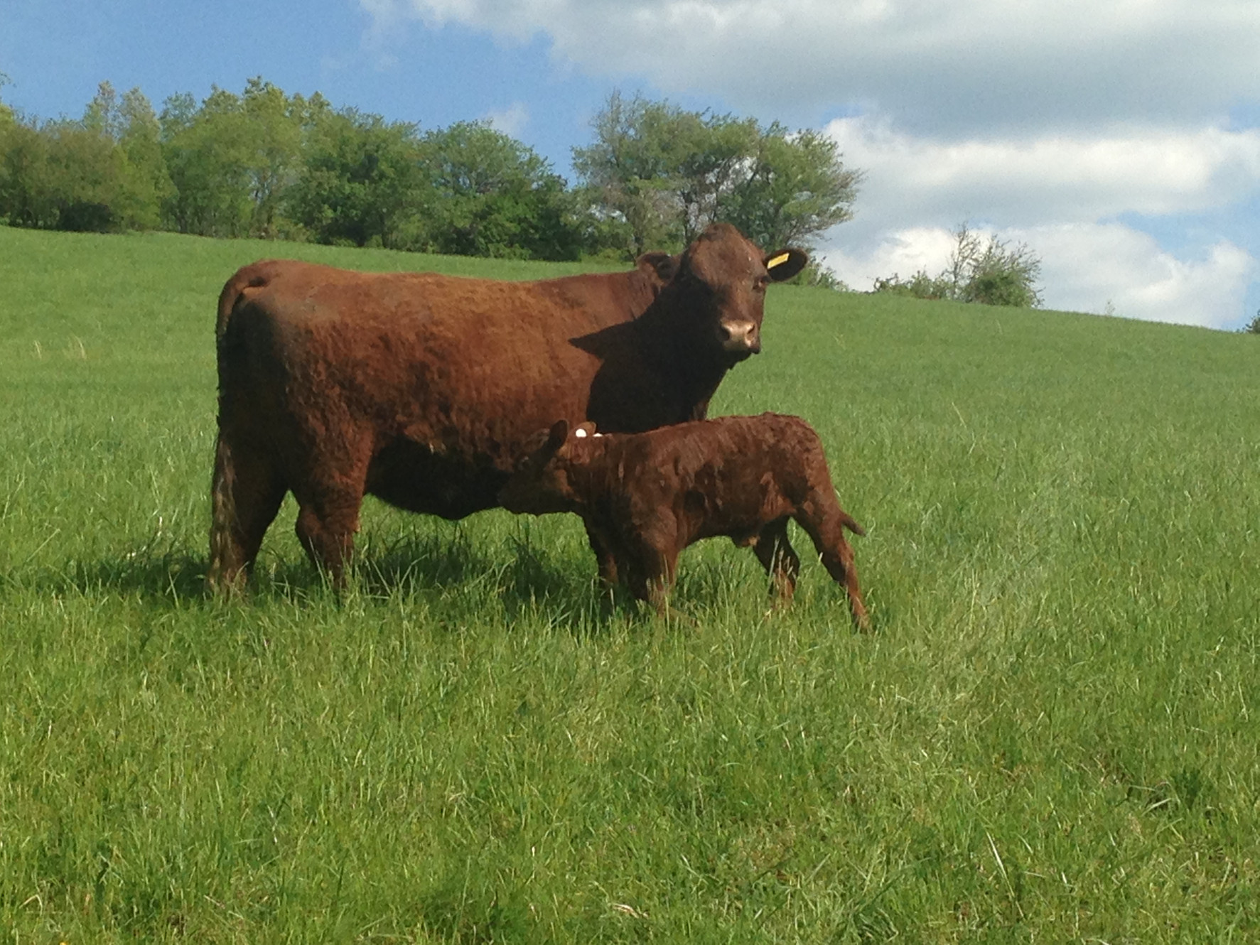 Heritage Trail Farm Red Devon Grass Fed Beef