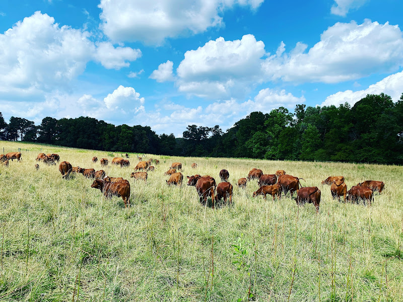 Braeburn Farm - Grassfed Beef