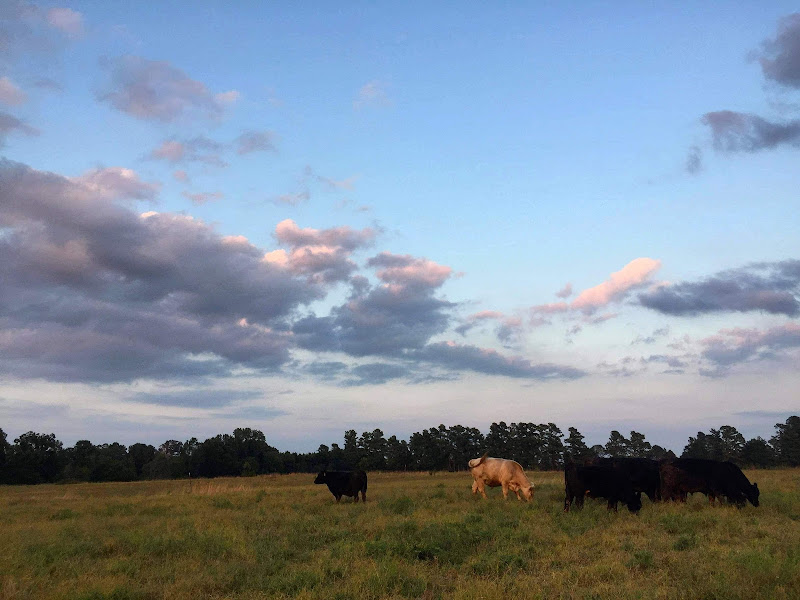 Braeburn Farm - Grassfed Beef photo 7