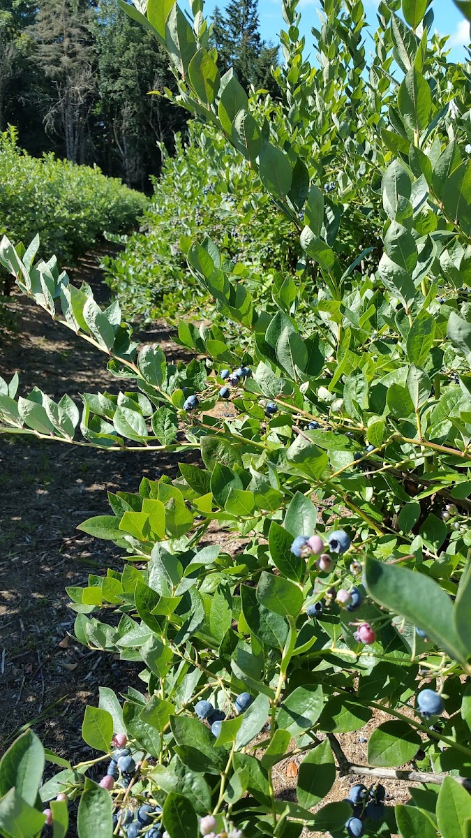 Radke's Blueberries