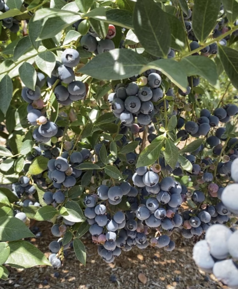 Radke's Blueberries photo 2