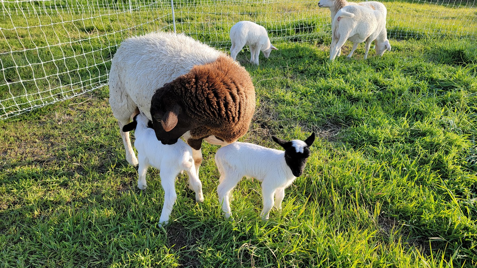 Parkinson Farms photo 2