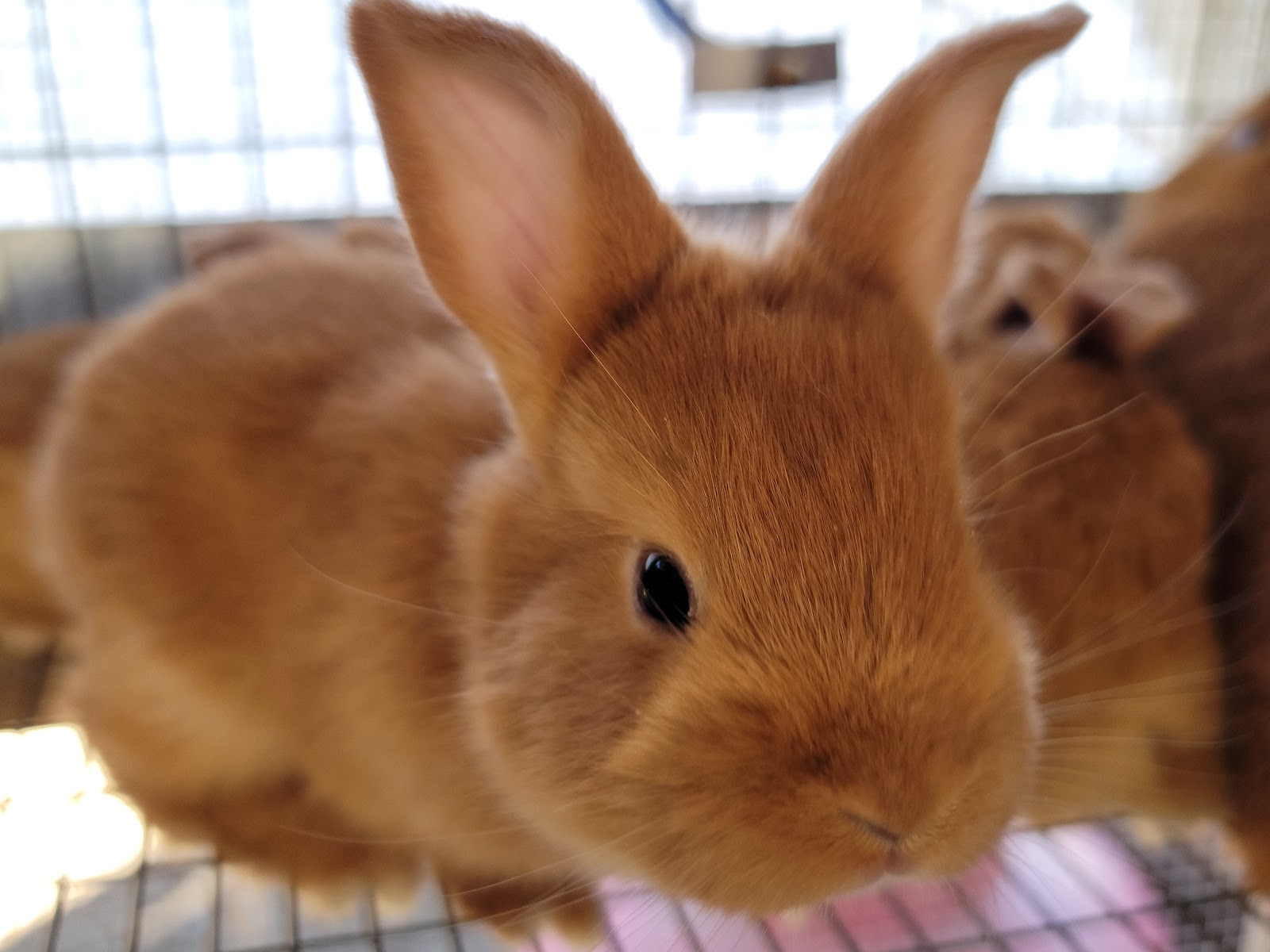 Parkinson Farms photo 4