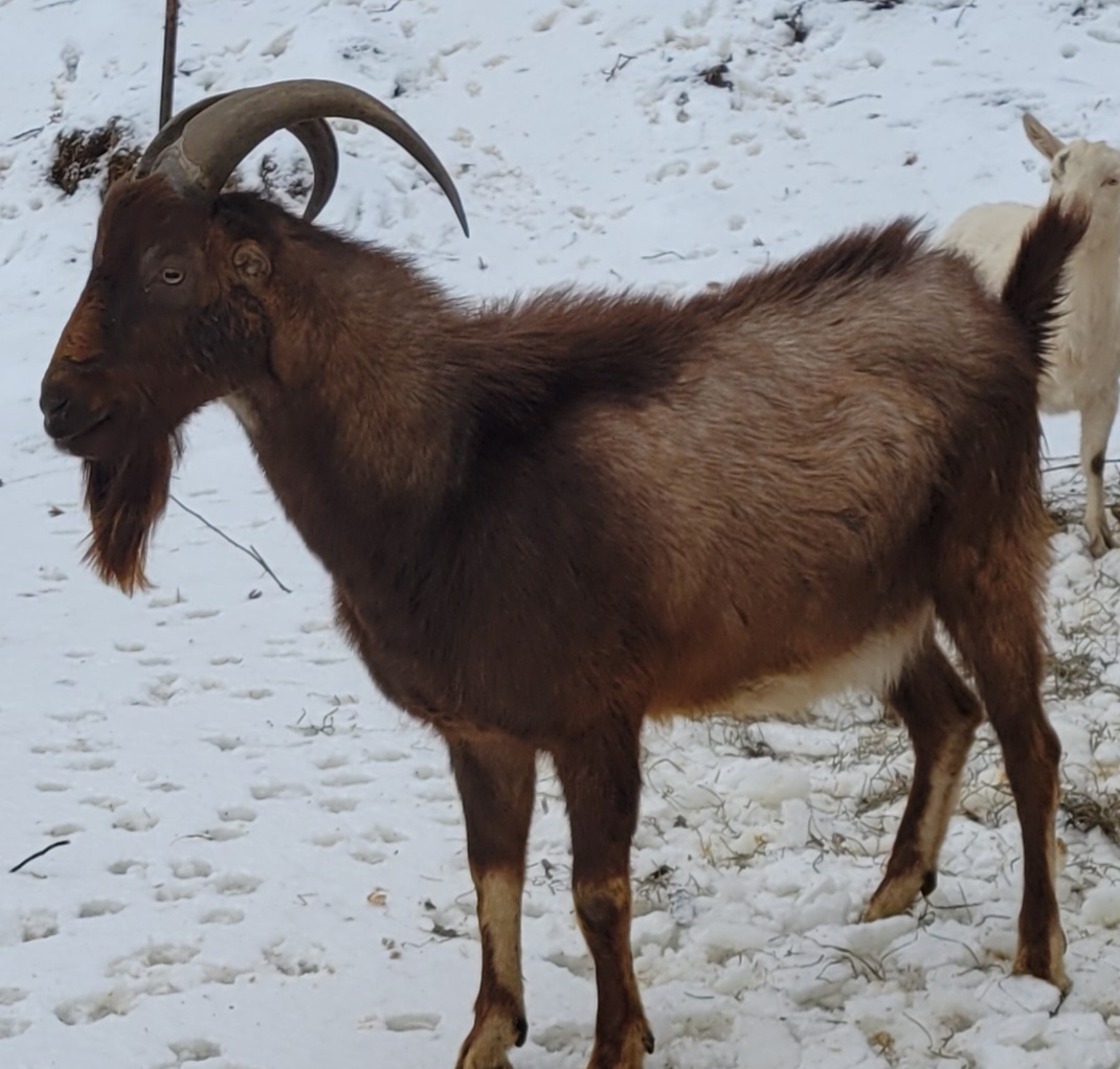 Pleasant Valley Goat Creamery