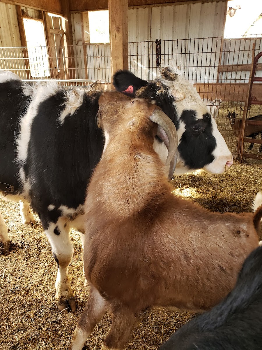 Pleasant Valley Goat Creamery photo 2
