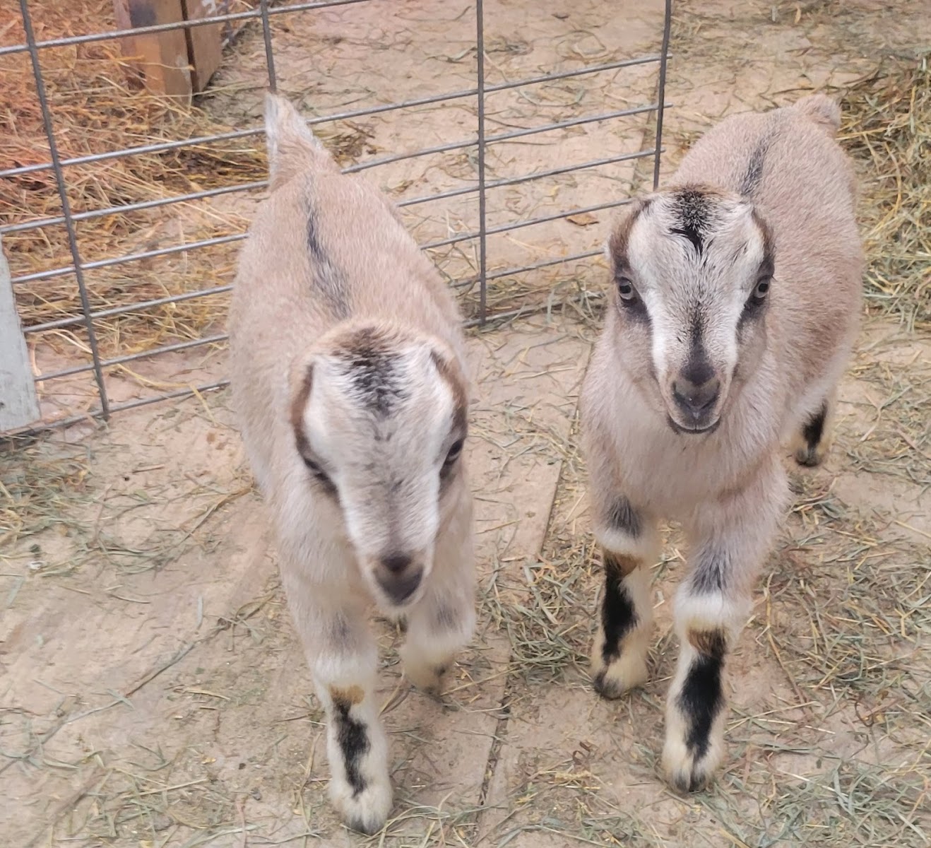 Pleasant Valley Goat Creamery photo 3