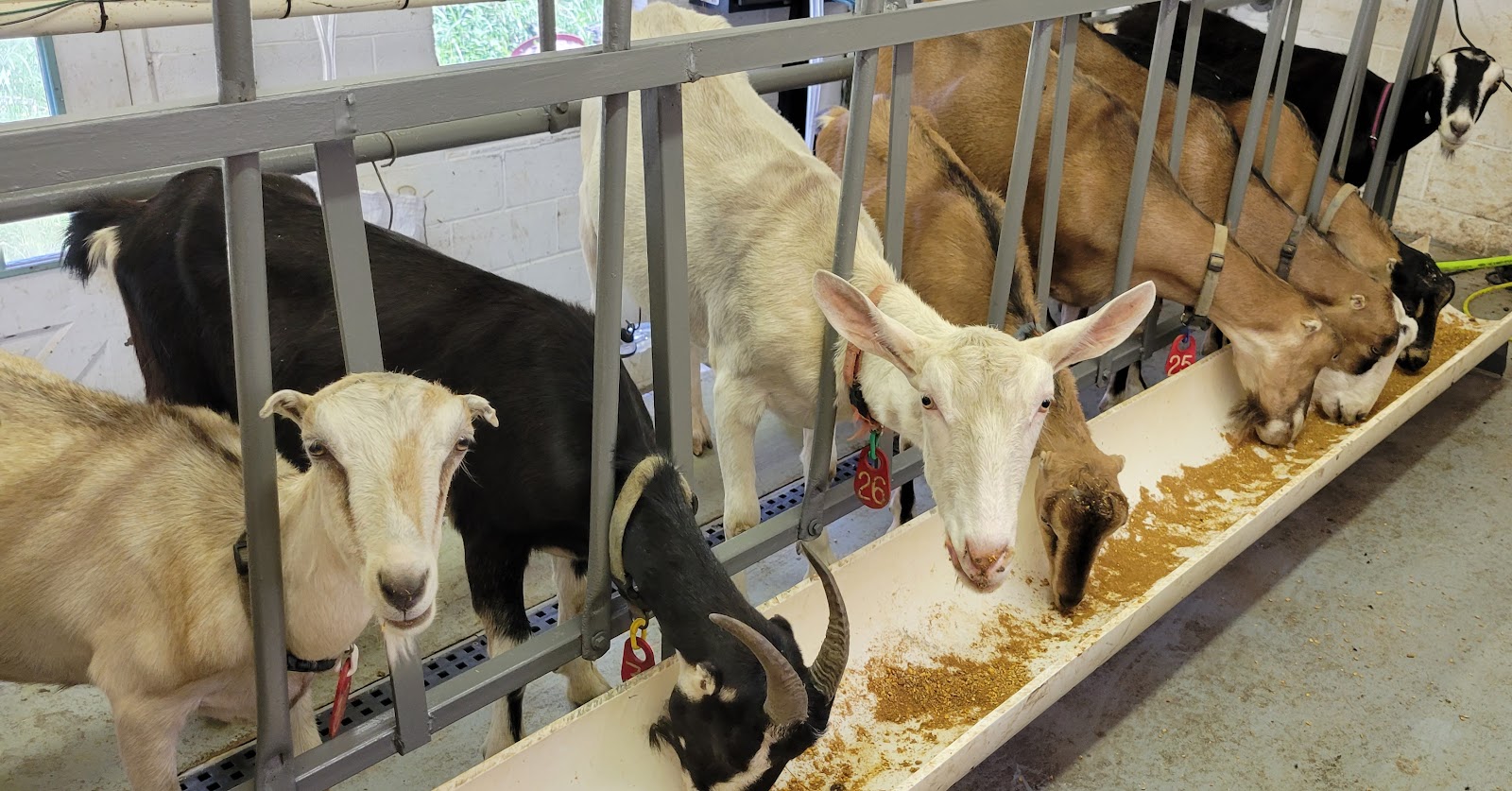 Pleasant Valley Goat Creamery photo 4
