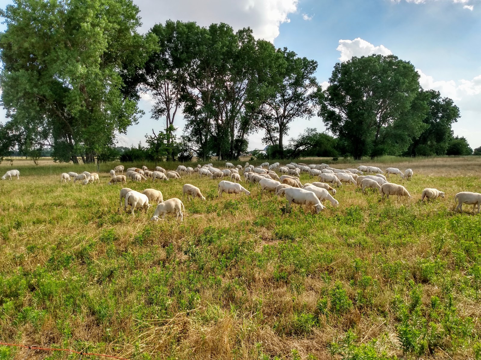 MG Honor Farms photo 2