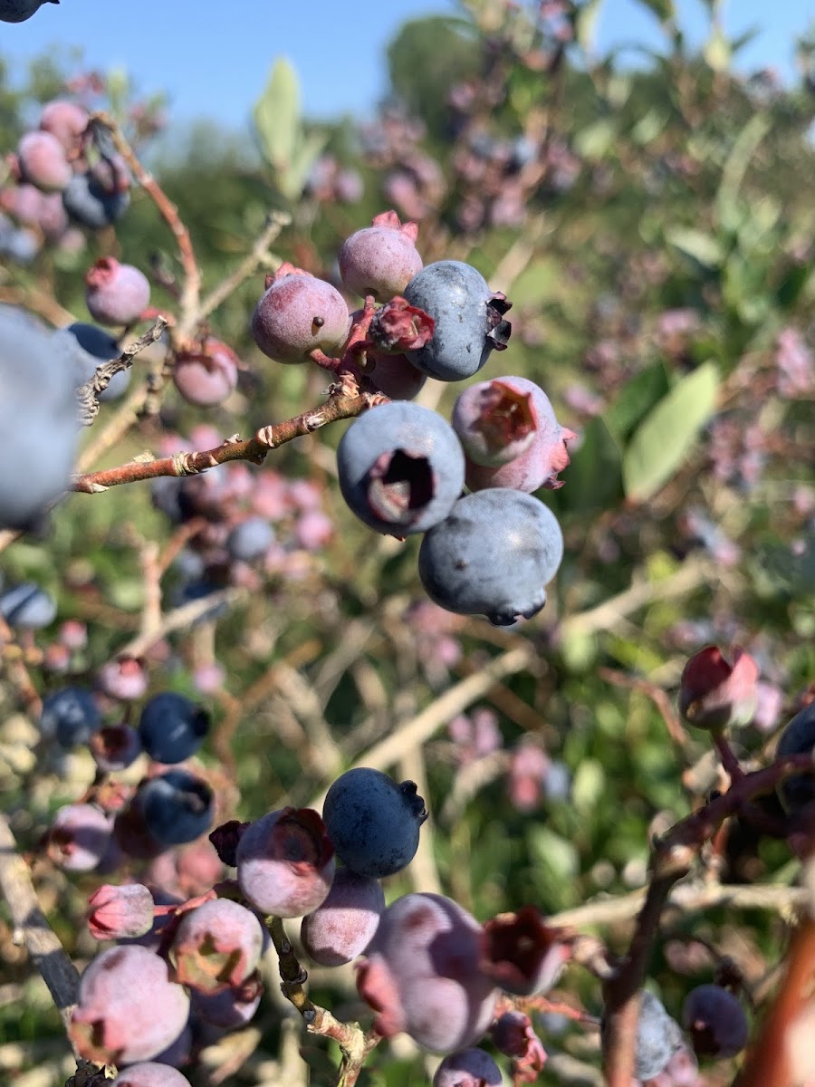 Bryant's Blueberries