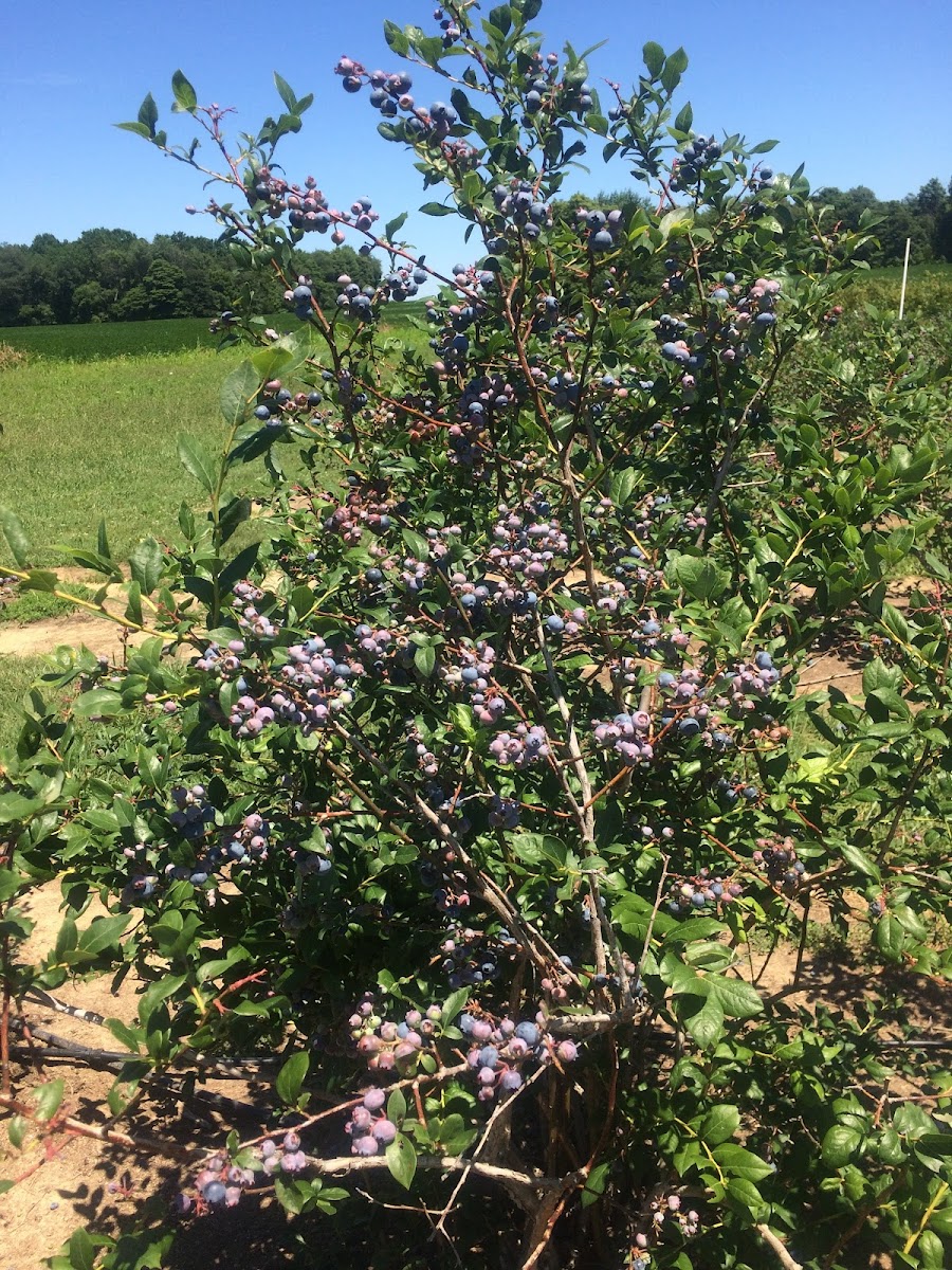 Bryant's Blueberries photo 2