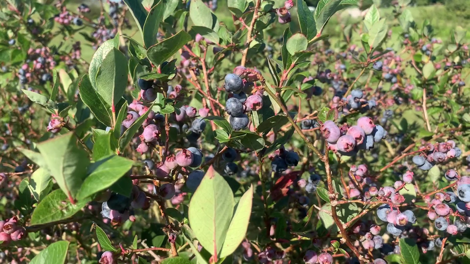 Bryant's Blueberries photo 3