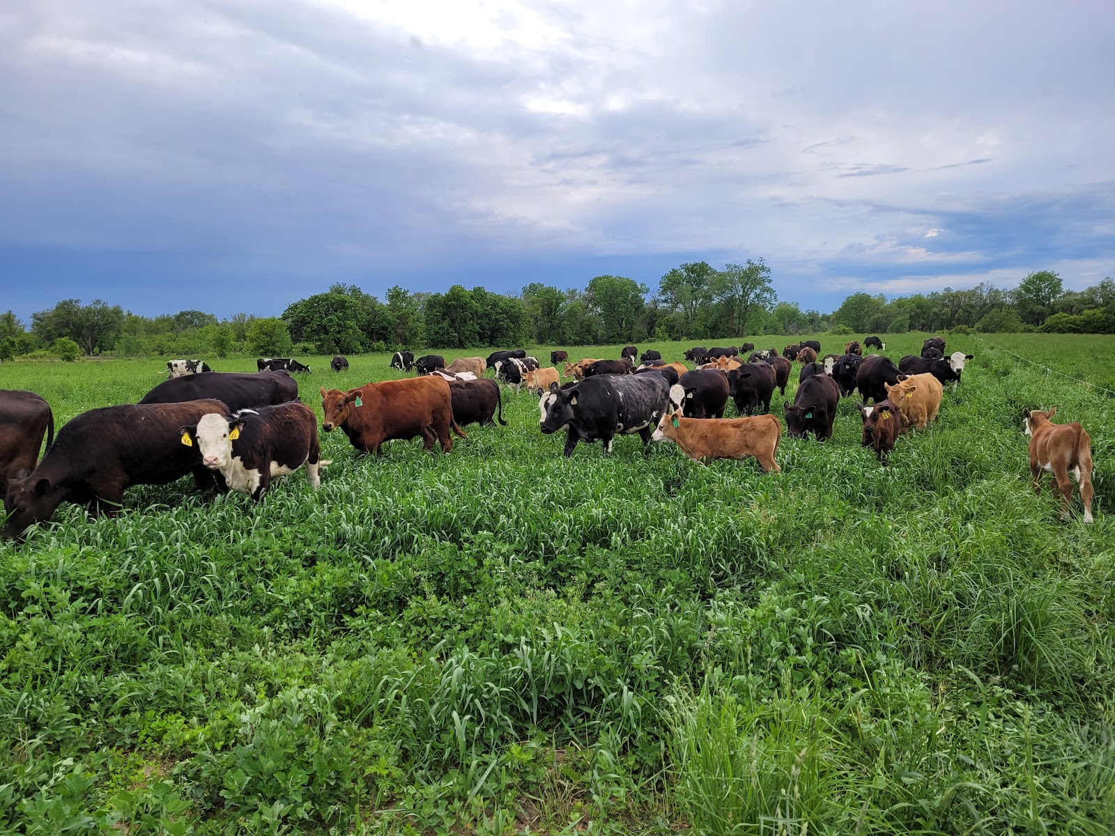 Pinnacle Pastures, L.L.C.