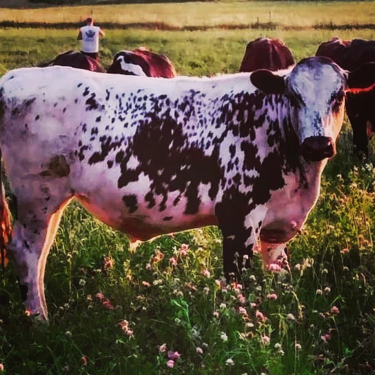 Pinnacle Pastures, L.L.C. photo 4