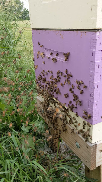 McComBees Apiaries photo 2