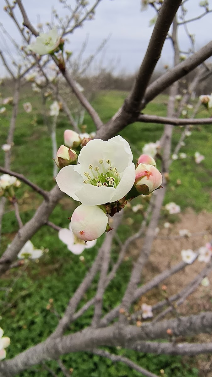Louisiana Herbs LLC. photo 3